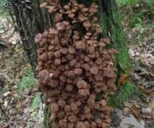 Гигантский медовый гриб. Самые большие грибы. Шампиньон из Италии
