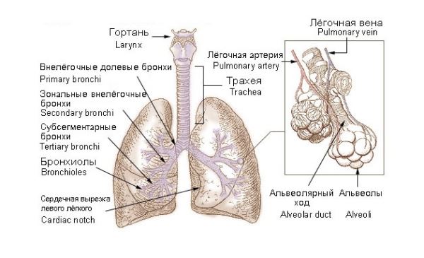 Медицинский кошмар: Пациент выкашлял часть бронхов